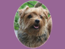 Norfolk Terrier: Easy Back in Black