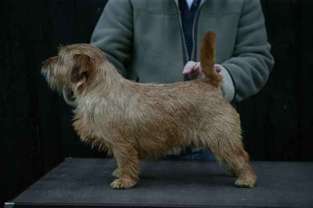 Norfolk Terrier: ELEN Bohemia Enjoy