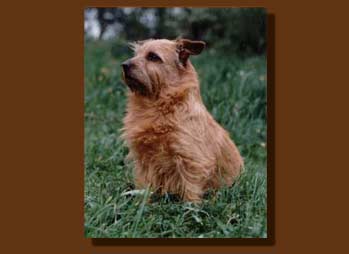 Norfolk Terrier: frida