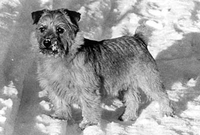 Norfolk Terrier: Gainsay Striking Gold