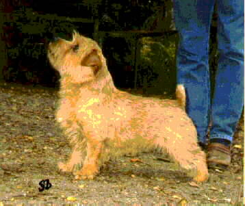 Norfolk Terrier: Guestlings Highlight