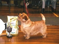 Norfolk Terrier: guestlings hall of fame