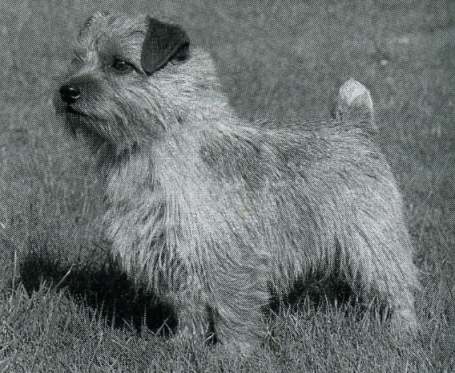 Norfolk Terrier: Hatchwoods Bugsy Malone