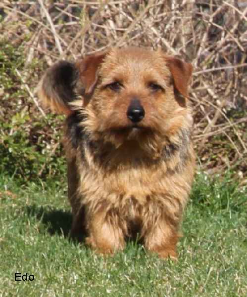 Norfolk Terrier: HOOLIGAN of Mara's Home