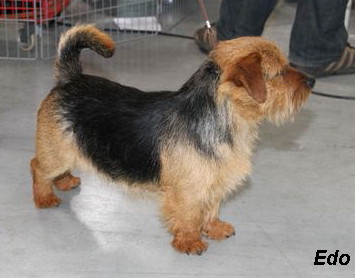 Norfolk Terrier: HOOLIGAN of Mara's Home