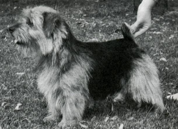 Norfolk Terrier: Jaeva Bluebeard