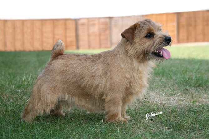 Norfolk Terrier: Jaeva For Petes Sake