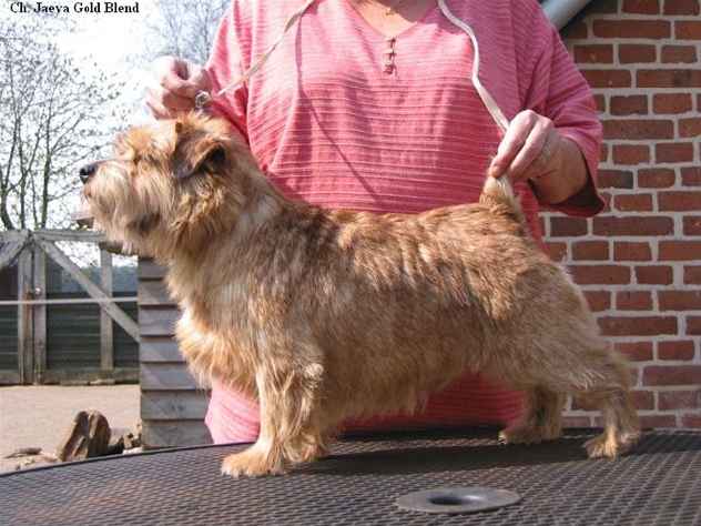 Norfolk Terrier: Jaeva GOLD BLEND