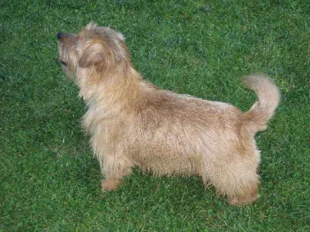 Norfolk Terrier: Kimi of Cackie od Spešovské skály