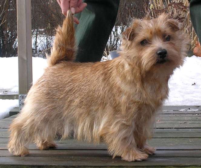 Norfolk Terrier: Klintagummans Lovis