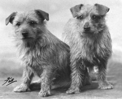 Norfolk Terrier: Little Jane