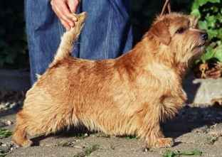 Norfolk Terrier: Marshmallows Pippilotta