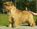 Norfolk Terrier: Merauder Stamp Duty At Jaeva