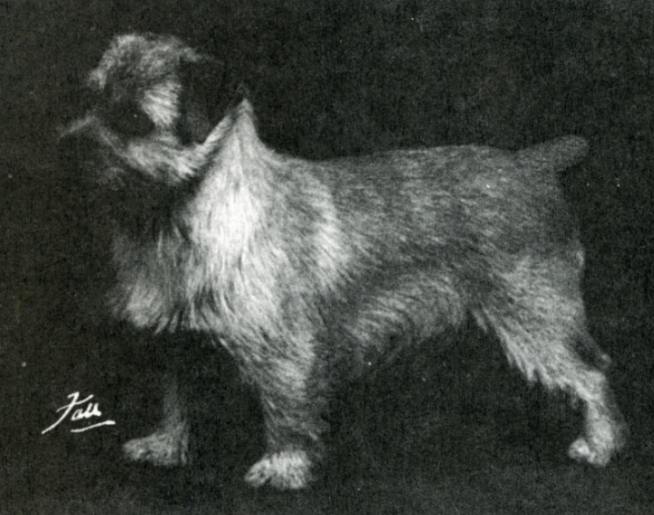 Norfolk Terrier: Nanfan Nimbus