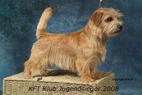 Norfolk Terrier: Peanuts Lalelu