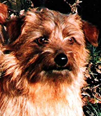 Norfolk Terrier: Pimpernel's Morris Mascot