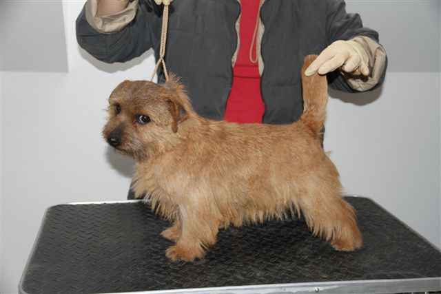 Norfolk Terrier: Poly of Kimi od Spešovské skály