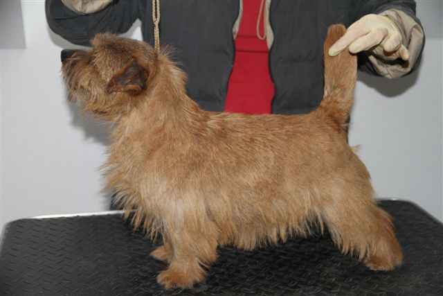 Norfolk Terrier: Poly of Kimi od Spešovské skály