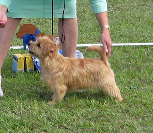 Norfolk Terrier: Rackartuss Flower Power