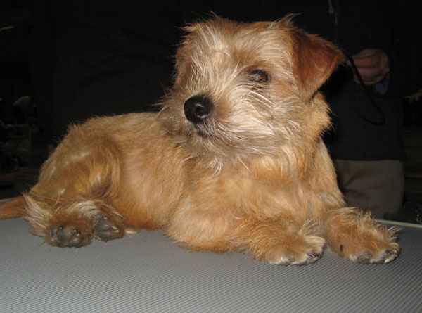 Norfolk Terrier: Rackartuss Flower Power