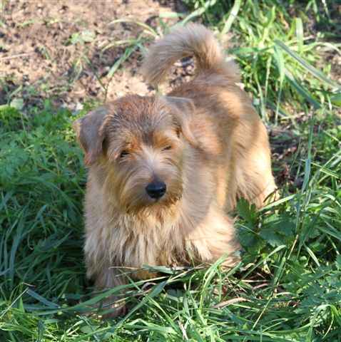 Norfolk Terrier: Raghound Harkin