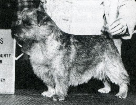 Norfolk Terrier: Ragus Bantum Cock