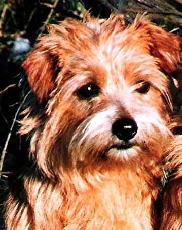 Norfolk Terrier: Red Banshees Doreen