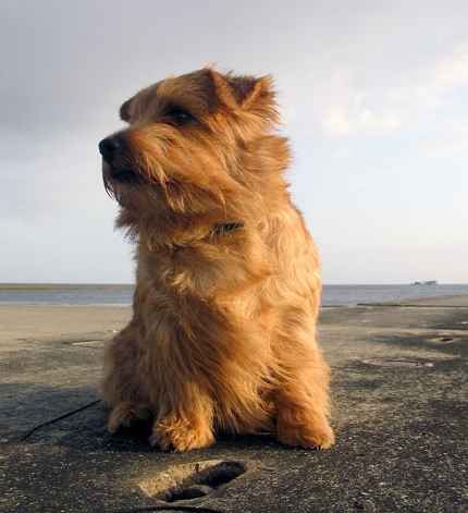 Norfolk Terrier: Red Cherubim's Bombastic