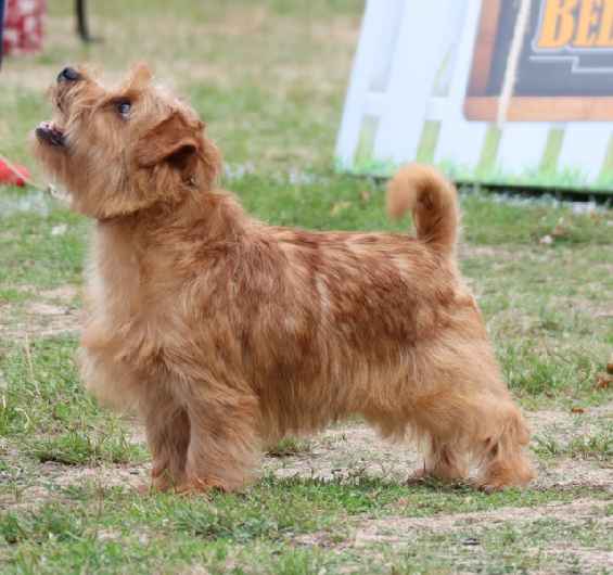 Norfolk Terrier: Red King's Lynn Brot