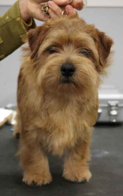 Norfolk Terrier: Red King's Lynn Brot