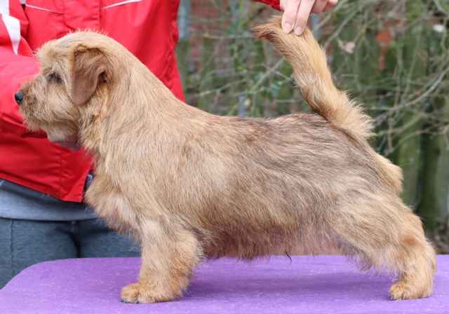 Norfolk Terrier: Red King's Lynn Brot