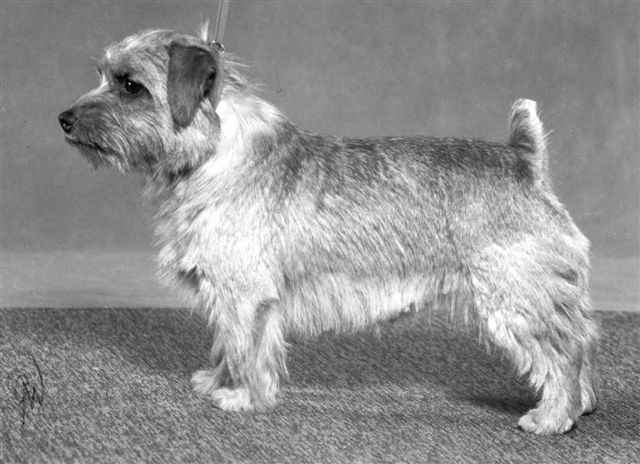 Norfolk Terrier: Redriff Billy-Burdock