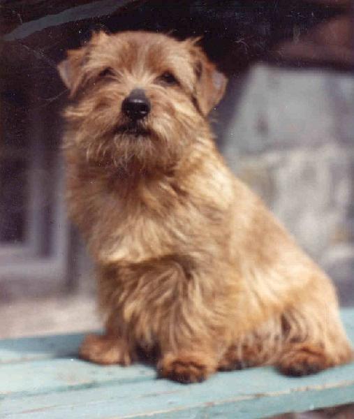 Norfolk Terrier: Redriff Idefix