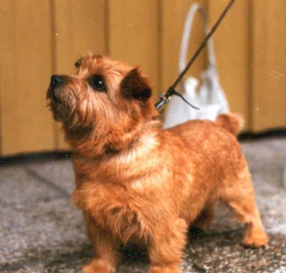 Norfolk Terrier: Redriff Kangaroo Paw