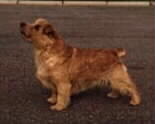 Norfolk Terrier: Redriff Rambling Rose