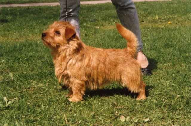 Norfolk Terrier: Redriff Riddar Cotte Af Guestling