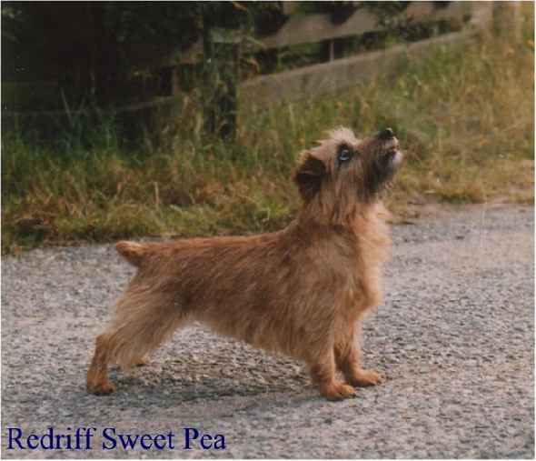 Norfolk Terrier: Redriff Sweet-Pea