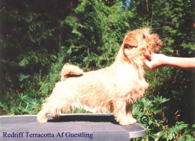 Norfolk Terrier: Redriff Terracotta Of Guestling