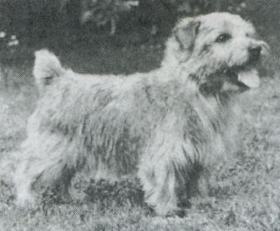 Norfolk Terrier: Salad Burnet of Vicbrita