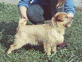 Norfolk Terrier: Sandemars Wee Twiggy