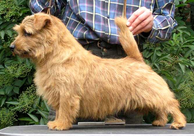 Norfolk Terrier: Seesaw Magic Moonlight