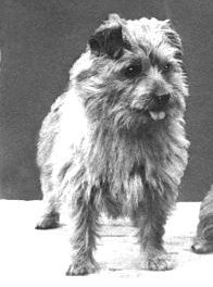 Norfolk Terrier: Tiny Tim of Biffin