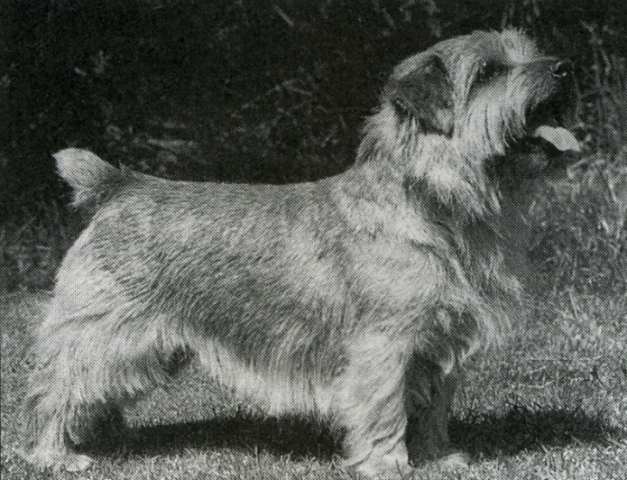 Norfolk Terrier: Titanium Fiddlesticks