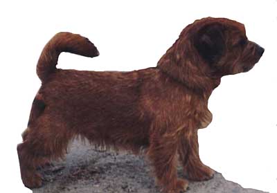 Norfolk Terrier: truffles toblerone