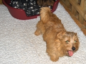 Norfolk Terrier: Twisty Fairy Tale