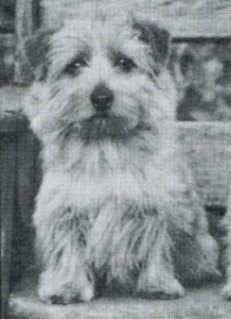 Norfolk Terrier: Vicbrita Bergamot