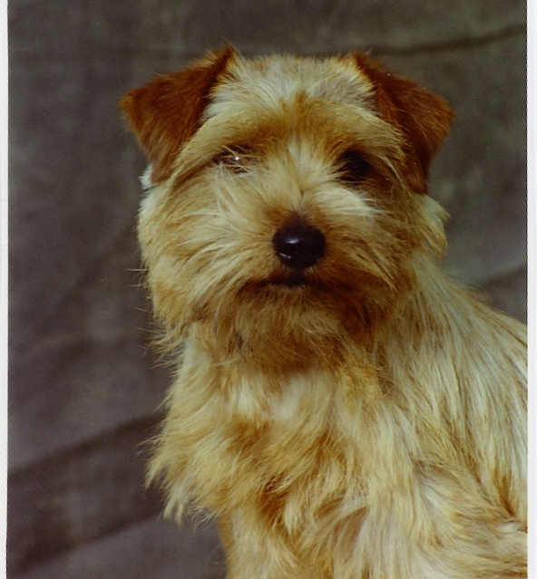 Norfolk Terrier: Watersheen's Fire My Fire