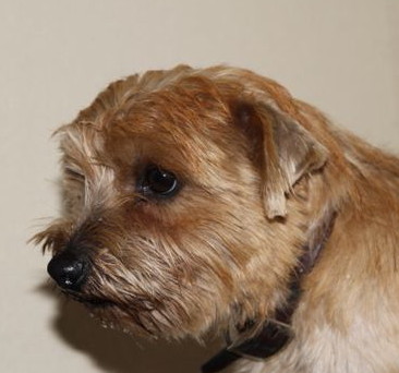 Norfolk Terrier: Yade Victis